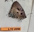  ( - CF-LYC-2056)  @11 [ ] by-nc-sa (2023) MNHN MNHN, Paris