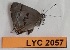  ( - CF-LYC-2057)  @11 [ ] by-nc-sa (2023) MNHN MNHN, Paris