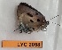  ( - CF-LYC-2058)  @11 [ ] by-nc-sa (2023) MNHN MNHN, Paris