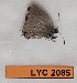  ( - CF-LYC-2085)  @11 [ ] by-nc-sa (2023) MNHN MNHN, Paris