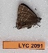  ( - CF-LYC-2091)  @11 [ ] by-nc-sa (2023) MNHN MNHN, Paris