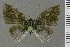  (Theope amicitae - CF-LYC-2119)  @11 [ ] by-nc-sa (2025) MNHN MNHN, Paris