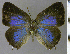  (Olynthus ostia - CF-LYC-2164)  @11 [ ] by-nc-sa (2025) MNHN MNHN, Paris