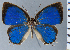  (Iaspis exiguus - CF-LYC-2181)  @11 [ ] by-nc-sa (2025) MNHN MNHN, Paris