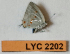  (Dicya lucagus - CF-LYC-2202)  @11 [ ] by-nc-sa (2025) MNHN MNHN, Paris