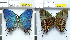  ( - CF-LYC-476)  @13 [ ] CreativeCommons - Attribution Non-Commercial Share-Alike (2014) C. FAYNEL MNHN, Paris