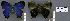  (Denivia acontius - CF-LYC-587)  @13 [ ] CreativeCommons - Attribution Non-Commercial Share-Alike (2015) C. FAYNEL MNHN, Paris