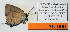  ( - CF-LYC-600)  @12 [ ] CreativeCommons - Attribution Non-Commercial Share-Alike (2015) C. FAYNEL MNHN, Paris