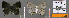  ( - CF-LYC-602)  @11 [ ] CreativeCommons - Attribution Non-Commercial Share-Alike (2019) C. FAYNEL MNHN, Paris