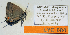  ( - CF-LYC-604)  @12 [ ] CreativeCommons - Attribution Non-Commercial Share-Alike (2015) C. FAYNEL MNHN, Paris