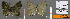  ( - CF-LYC-604)  @11 [ ] CreativeCommons - Attribution Non-Commercial Share-Alike (2019) C. FAYNEL MNHN, Paris