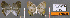  ( - CF-LYC-614)  @11 [ ] CreativeCommons - Attribution Non-Commercial Share-Alike (2019) C. FAYNEL MNHN, Paris