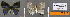  ( - CF-LYC-616)  @11 [ ] CreativeCommons - Attribution Non-Commercial Share-Alike (2019) C. FAYNEL MNHN, Paris
