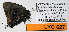  (Denivia lisus - CF-LYC-627)  @12 [ ] CreativeCommons - Attribution Non-Commercial Share-Alike (2015) C. FAYNEL MNHN, Paris
