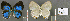  ( - CF-LYC-653)  @12 [ ] CreativeCommons - Attribution Non-Commercial Share-Alike (2015) C. FAYNEL MNHN, Paris