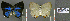  ( - CF-LYC-661)  @12 [ ] CreativeCommons - Attribution Non-Commercial Share-Alike (2015) C. FAYNEL MNHN, Paris