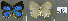  ( - CF-LYC-664)  @12 [ ] CreativeCommons - Attribution Non-Commercial Share-Alike (2015) C. FAYNEL MNHN, Paris