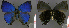  ( - CF-LYC-729)  @12 [ ] CreativeCommons - Attribution Non-Commercial Share-Alike (2016) C. FAYNEL MNHN, Paris