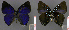  ( - CF-LYC-734)  @13 [ ] CreativeCommons - Attribution Non-Commercial Share-Alike (2016) C. FAYNEL MNHN, Paris