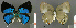  ( - CF-LYC-747)  @12 [ ] CreativeCommons - Attribution Non-Commercial Share-Alike (2016) C. FAYNEL MNHN, Paris