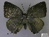  (Thereus - CF-LYC-750)  @14 [ ] CreativeCommons - Attribution (2016) CBG Photography Group Centre for Biodiversity Genomics