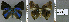  ( - CF-LYC-786)  @11 [ ] CreativeCommons - Attribution Non-Commercial Share-Alike (2017) C. FAYNEL MNHN, Paris