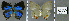 ( - CF-LYC-813)  @11 [ ] CreativeCommons - Attribution Non-Commercial Share-Alike (2017) C. FAYNEL MNHN, Paris