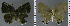  ( - CF-LYC-886)  @11 [ ] CreativeCommons - Attribution Non-Commercial Share-Alike (2018) C. FAYNEL MNHN, Paris