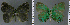  ( - CF-LYC-914)  @11 [ ] CreativeCommons - Attribution Non-Commercial Share-Alike (2018) C. FAYNEL MNHN, Paris