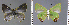  ( - CF-LYC-952)  @11 [ ] CreativeCommons - Attribution Non-Commercial Share-Alike (2019) C. FAYNEL MNHN, Paris