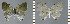  ( - CF-LYC-955)  @11 [ ] CreativeCommons - Attribution Non-Commercial Share-Alike (2019) C. FAYNEL MNHN, Paris
