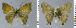  ( - CF-LYC-959)  @11 [ ] CreativeCommons - Attribution Non-Commercial Share-Alike (2019) C. FAYNEL MNHN, Paris