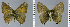  ( - CF-LYC-960)  @11 [ ] CreativeCommons - Attribution Non-Commercial Share-Alike (2019) C. FAYNEL MNHN, Paris