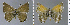 (Nabokovia - CF-LYC-975)  @11 [ ] CreativeCommons - Attribution Non-Commercial Share-Alike (2019) C. FAYNEL MNHN, Paris