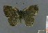  (Rindgea laconia - CF-LYC-177)  @12 [ ] CreativeCommons - Attribution Non-Commercial Share-Alike (2012) C. FAYNEL MNHN, Paris