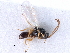  ( - BIOUG27740-A04)  @11 [ ] CreativeCommons - Attribution (2016) CBG Photography Group Centre for Biodiversity Genomics