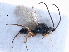  (Xyalaspis laevigata - BIOUG27740-A11)  @11 [ ] CreativeCommons - Attribution (2016) CBG Photography Group Centre for Biodiversity Genomics