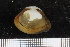  (Profischeria truncata - NMFD_MOL_040)  @11 [ ] CreativeCommons - Attribution Non-Commercial Share-Alike (2014) A. B. Williams NIOMR
