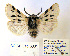  (Ocnogyna parasita - BC_SB_Lep_0001)  @14 [ ] CreativeCommons - Attribution (2010) Gergin Blagoev, Centre for Biodiversity Genomics Centre for Biodiversity Genomics