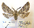  ( - BC_SB_Lep_0005)  @14 [ ] CreativeCommons - Attribution (2010) Gergin Blagoev, Centre for Biodiversity Genomics Centre for Biodiversity Genomics