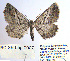  ( - BC_SB_Lep_0007)  @13 [ ] CreativeCommons - Attribution (2010) Gergin Blagoev, Centre for Biodiversity Genomics Centre for Biodiversity Genomics