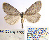  ( - BC_SB_Lep_0008)  @13 [ ] CreativeCommons - Attribution (2010) Gergin Blagoev, Centre for Biodiversity Genomics Centre for Biodiversity Genomics