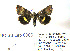 ( - BC_SB_Lep_0009)  @13 [ ] CreativeCommons - Attribution (2010) Gergin Blagoev, Centre for Biodiversity Genomics Centre for Biodiversity Genomics