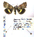  ( - BC_SB_Lep_0010)  @13 [ ] CreativeCommons - Attribution (2010) Gergin Blagoev, Centre for Biodiversity Genomics Centre for Biodiversity Genomics