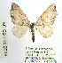  ( - BC_SB_Lep_0018)  @12 [ ] CreativeCommons - Attribution (2010) Gergin Blagoev, Centre for Biodiversity Genomics Centre for Biodiversity Genomics