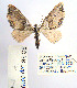  ( - BC_SB_Lep_0019)  @12 [ ] CreativeCommons - Attribution (2010) Gergin Blagoev, Centre for Biodiversity Genomics Centre for Biodiversity Genomics