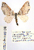  ( - BC_SB_Lep_0020)  @12 [ ] CreativeCommons - Attribution (2010) Gergin Blagoev, Centre for Biodiversity Genomics Centre for Biodiversity Genomics
