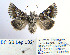  (Amephana dalmatica - BC_SB_Lep_0021)  @14 [ ] CreativeCommons - Attribution (2010) Gergin Blagoev, Centre for Biodiversity Genomics Centre for Biodiversity Genomics