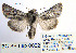  (Calophasia barthae - BC_SB_Lep_0022)  @14 [ ] CreativeCommons - Attribution (2010) Gergin Blagoev, Centre for Biodiversity Genomics Centre for Biodiversity Genomics