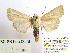  ( - BC_SB_Lep_0028)  @14 [ ] CreativeCommons - Attribution (2010) Gergin Blagoev, Centre for Biodiversity Genomics Centre for Biodiversity Genomics